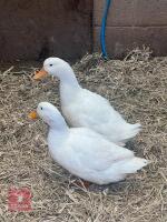 2 WHITE CAMPBELL DUCKS BIDS PER BIRD - 3