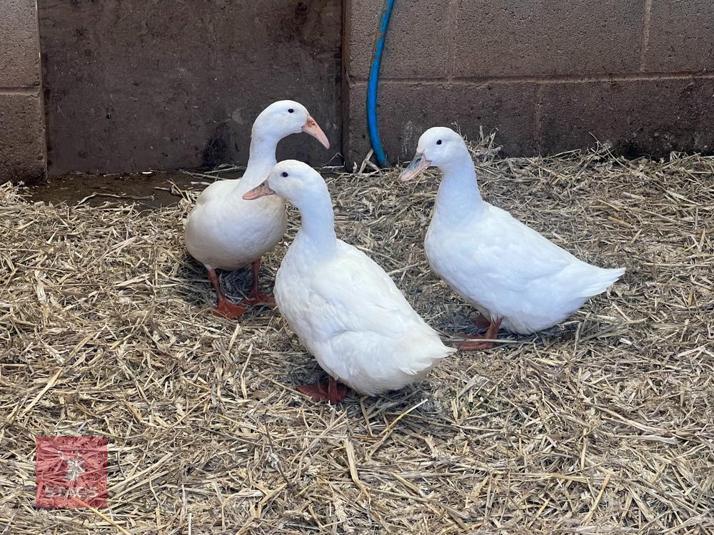2 WHITE CAMPBELL & 1 WHITE HOOKBILL BIDS PER BIRD