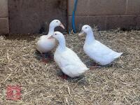 2 WHITE CAMPBELL & 1 WHITE HOOKBILL BIDS PER BIRD