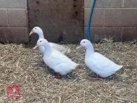 2 WHITE CAMPBELL & 1 WHITE HOOKBILL BIDS PER BIRD - 2