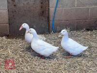2 WHITE CAMPBELL & 1 WHITE HOOKBILL BIDS PER BIRD - 3