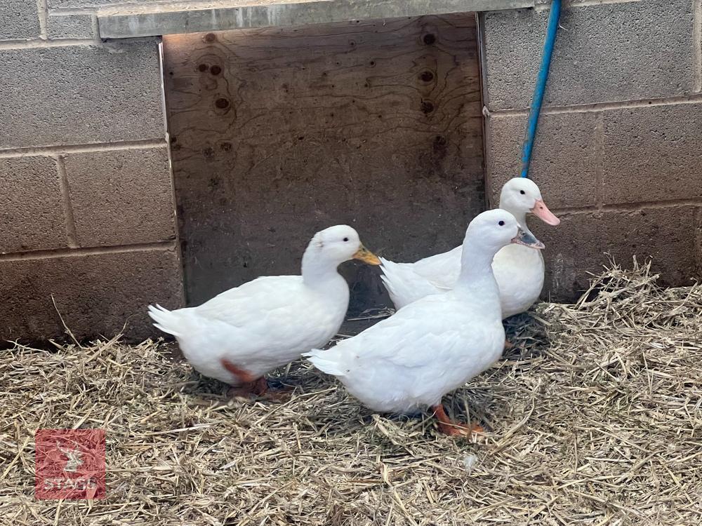 3 WHITE CAMPBELL DUCKS BIDS PER BIRD
