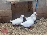 3 WHITE CAMPBELL DUCKS BIDS PER BIRD