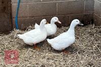 3 WHITE CAMPBELL DUCKS BIDS PER BIRD - 2