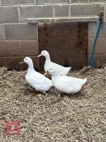 3 WHITE CAMPBELL DUCKS BIDS PER BIRD - 3