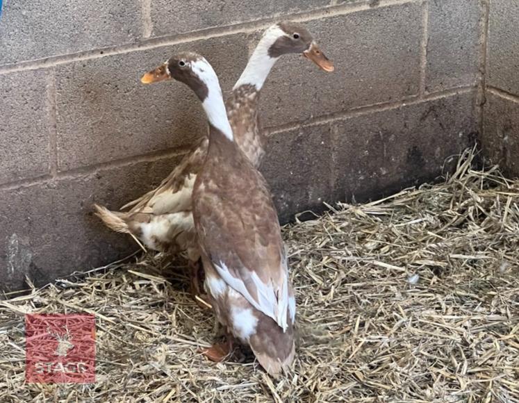 2 FAWN & WHITE INDIAN RUNNER DUCKS BIDS PER BIRD