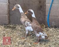 2 FAWN & WHITE INDIAN RUNNER DUCKS BIDS PER BIRD - 2