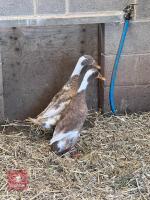 2 FAWN & WHITE INDIAN RUNNER DUCKS BIDS PER BIRD - 3