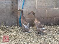 2 INDIAN RUNNER DUCKS BIDS PER BIRD