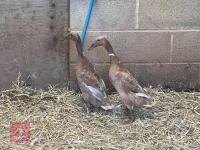 2 INDIAN RUNNER DUCKS BIDS PER BIRD - 2