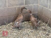 2 INDIAN RUNNER DUCKS BIDS PER BIRD - 3
