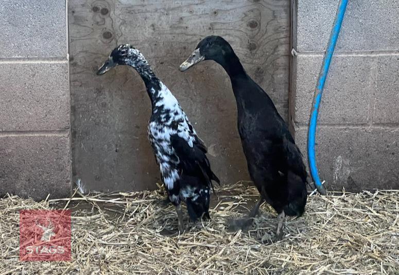 2 BLACK INDIAN RUNNER DUCKS BIDS PER BIRD