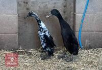 2 BLACK INDIAN RUNNER DUCKS BIDS PER BIRD