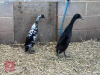 2 BLACK INDIAN RUNNER DUCKS BIDS PER BIRD - 2