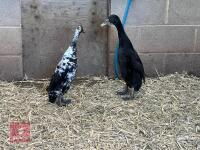 2 BLACK INDIAN RUNNER DUCKS BIDS PER BIRD - 3
