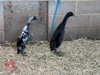 2 BLACK INDIAN RUNNER DUCKS BIDS PER BIRD - 4