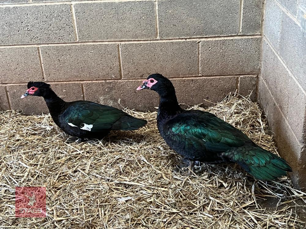 2 BLACK MUSCOVY DUCKS BIDS PER BIRD