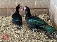 2 BLACK MUSCOVY DUCKS BIDS PER BIRD - 2