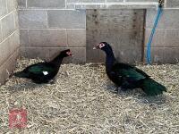 2 BLACK MUSCOVY DUCKS BIDS PER BIRD - 3