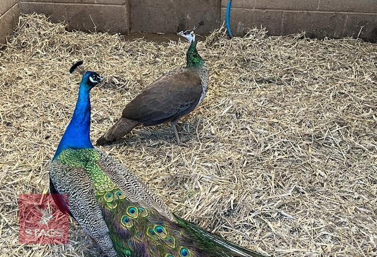 BREEDING PAIR OF INDIAN BLUE PEAFOWL BIDS PER BIRD