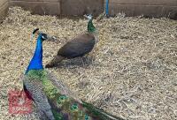 BREEDING PAIR OF INDIAN BLUE PEAFOWL BIDS PER BIRD