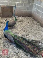 BREEDING PAIR OF INDIAN BLUE PEAFOWL BIDS PER BIRD - 2