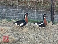 BREEDING PAIR OF RED BREASTED GEESE BIDS PER BIRD