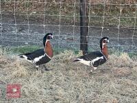 BREEDING PAIR OF RED BREASTED GEESE BIDS PER BIRD - 2