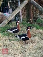 BREEDING PAIR OF RED BREASTED GEESE BIDS PER BIRD - 3