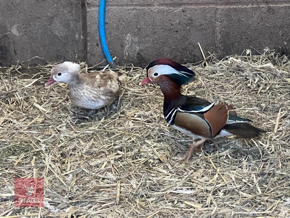 BREEDING PAIR OF BLONDE MANDARIN BIDS PER BIRD