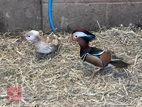 BREEDING PAIR OF BLONDE MANDARIN BIDS PER BIRD