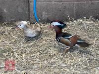 BREEDING PAIR OF BLONDE MANDARIN BIDS PER BIRD