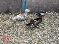 BREEDING PAIR OF BLONDE MANDARIN BIDS PER BIRD - 2