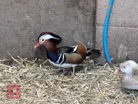 BREEDING PAIR OF BLONDE MANDARIN BIDS PER BIRD - 3