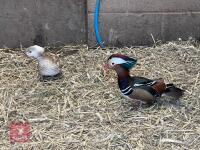 BREEDING PAIR OF BLONDE MANDARIN BIDS PER BIRD - 4