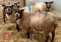 2 BLUE TEXEL X EWE LAMBS BIDS PER LIFE - 2