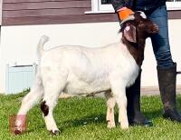 13MO BOER BUCKLING - 2