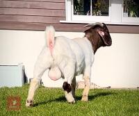 13MO BOER BUCKLING - 3