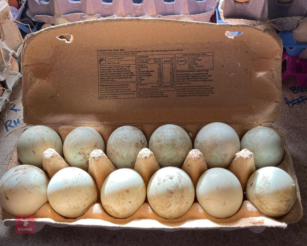 1 DOZEN RUNNER DUCKS HATCHING EGGS BIDS FOR THE DOZEN