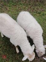7 TEXEL X STORE HOGGS BIDS PER LIFE - 3
