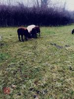 7 TEXEL X STORE HOGGS BIDS PER LIFE - 4