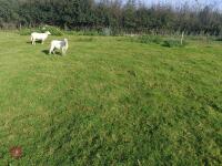 7 TEXEL X STORE HOGGS BIDS PER LIFE - 7