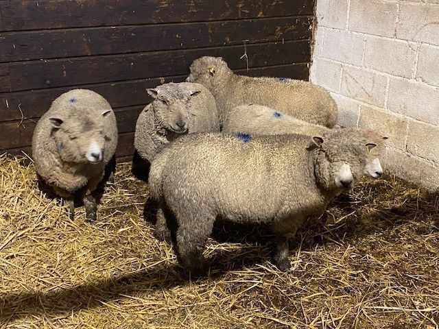 5 FLOCK AGE IN LAMB RYELAND EWES BIDS PER LIFE