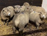 5 FLOCK AGE IN LAMB RYELAND EWES BIDS PER LIFE - 2