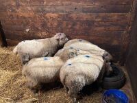 5 FLOCK AGE IN LAMB RYELAND EWES BIDS PER LIFE - 2
