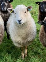 3 SOUTHDOWN X EWE LAMBS BIDS PER LIFE - 2