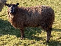 2 BLUE TEXEL X EWE LAMBS BIDS PER LIFE