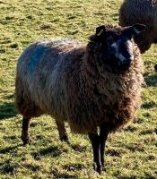 2 BLUE TEXEL X EWE LAMBS BIDS PER LIFE - 3