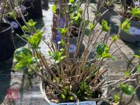 1 HYDRANGEA 'LANARTH WHITE' - 4