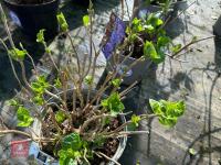 1 HYDRANGEA 'LANARTH WHITE' - 7